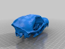 Digital Scan Skull Replica – European Fox