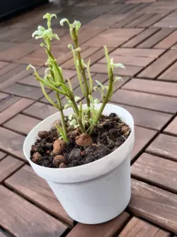 DIY Planter - Drainage Pot - 120mm - Vase Mode