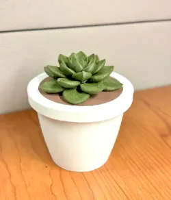 Succulent Jar