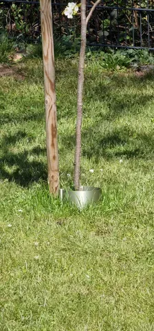 Tree protector