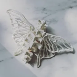Bone Moth