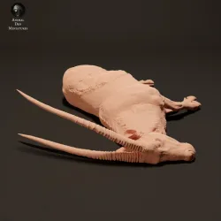 Gemsbok Carcass