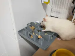 Rat Hamster Feeder
