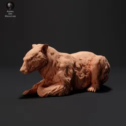 Black Bear Lying