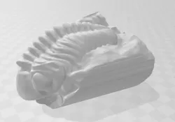 Trilobite Fossil