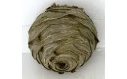 Wasp nest