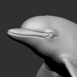 dolphine