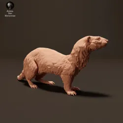 European Polecat