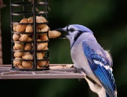 Whole Peanut Bird Feeder