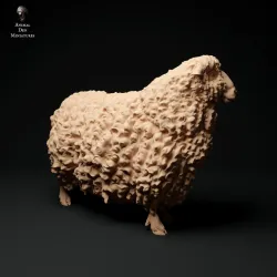 Devon and Cornwall Longwool Sheep
