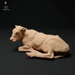 Red Devon Calf Lying