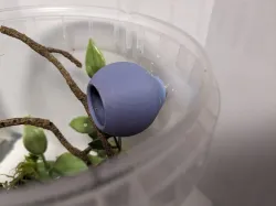 Arboreal Jumping Spider hide