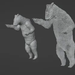Bear C