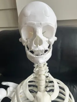 Anatomically Correct Human Skeleton