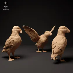 Atlantic Puffins