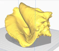 Conch Shell / Sea Shell / Seashell