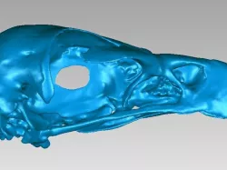 Skull of a Golden Eagle