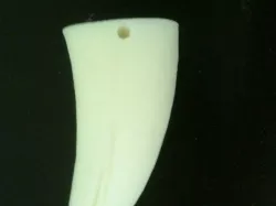 T-Rex Tooth Necklace