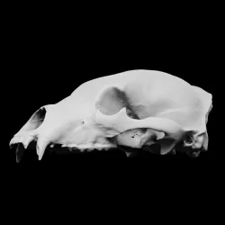 Brown Bear skull