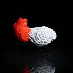 Heart and Mind