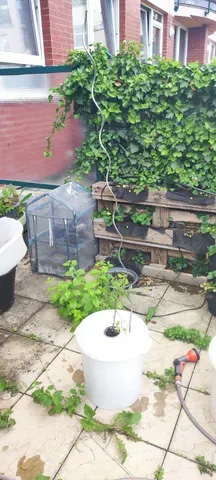 Kratky hydroponic metod supporting ring connector in the busket 40 l