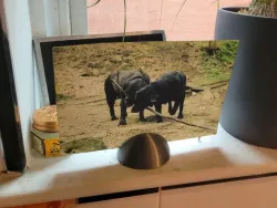Pinch Base Picture Holder