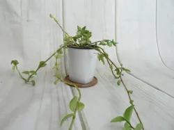 plant pot coaster