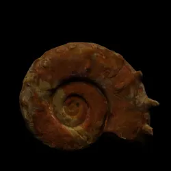 Ammonite fossil