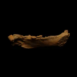 Jaw of a cave bear