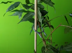 Plant Stick Support Clamp