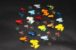 Poison dart frogs