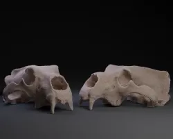 Polar Bear Skull