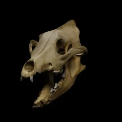 Wolf jaw and skull