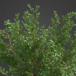 2021 PBR African Boxwood Collection - Myrsine Africana 3D model