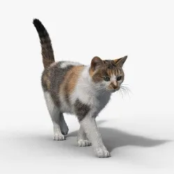 Calico Cat 01 Animated VFX Grace 3D model