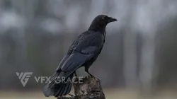 Carrion Crow Animated VFX Grace 3D model