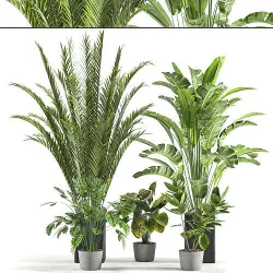 Collaction Indoor plant vol 45-02 Free 3D model
