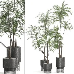 Collaction Indoor plant vol 48 Free 3D model