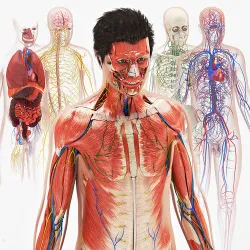 Complete Male Anatomy Low-poly 3D model