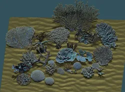 Corals coral 3D print model