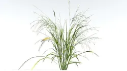 EVERYPlant Cheatgrass LowPoly 4 --18 Models-- Low-poly 3D model