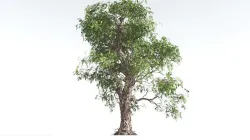 EVERYPlant Single-Leaf Pinyon Pine 3 --16 Models-- 3D model