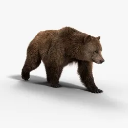 Female Brown Bear Animated 3D model