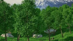 Forest tree Texture
