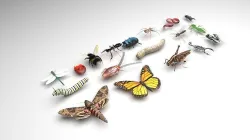 Insects Set 3D model