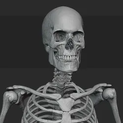 Male skeleton sculpt 3D model