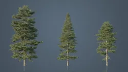 Red Spruce Trees Low-poly 3D model