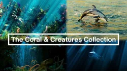 The Coral And Creatures Collection 3D model