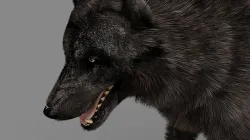 WOLF rigged character 3D model