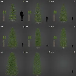 2021 PBR Araucaria Collection - Araucaria Araucara 3D model